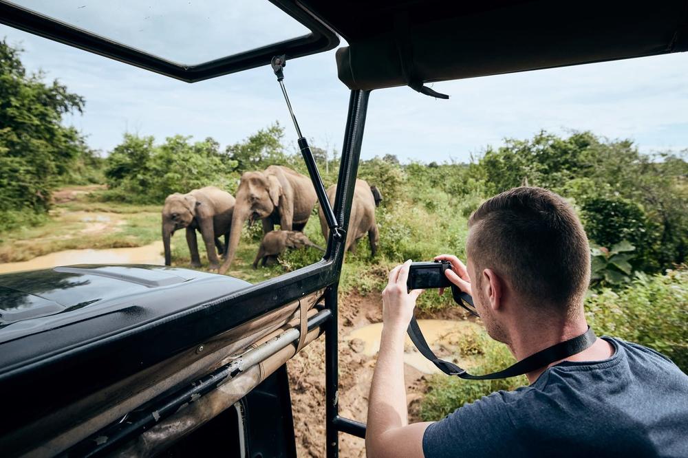 Elephants on safari in Sri Lanka
